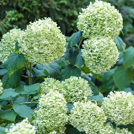 Apartamento Heweliusz House Stegna (Pomerania)