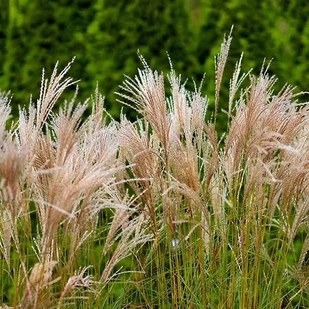 Heweliusz House Stegna (Pomerania)