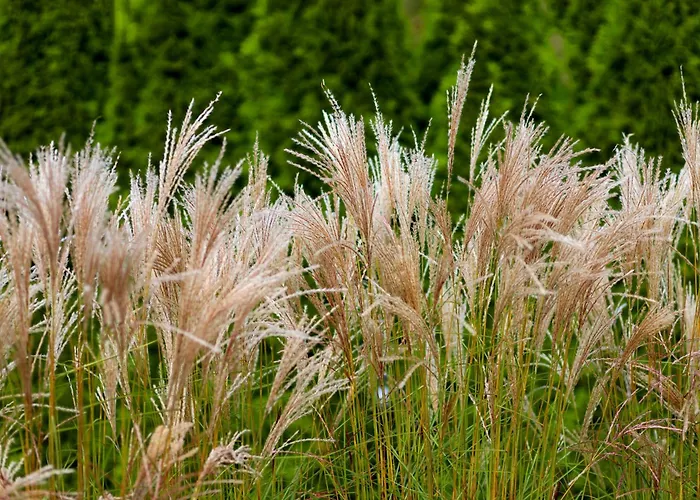 Heweliusz House Стегна